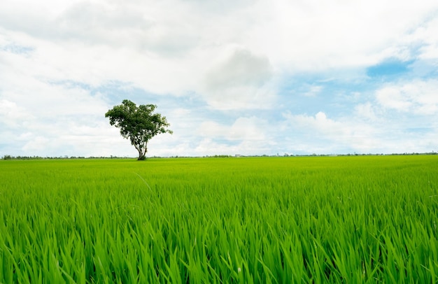 Landscape of green rice field with a lonely tree and blue sky Rice plantation Green rice paddy field