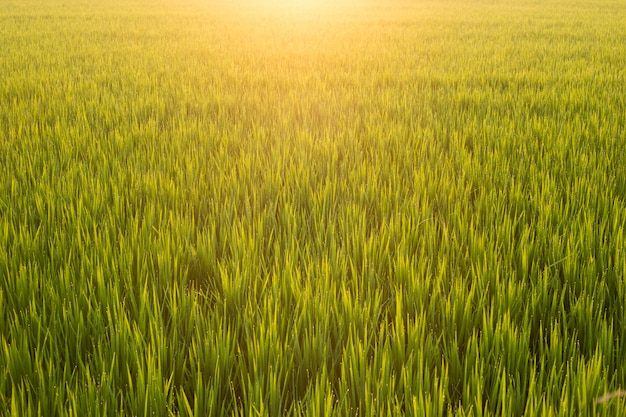 Landscape green rice field with sunrise in the morning.