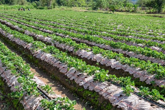 Landscape groove strawberry plantation