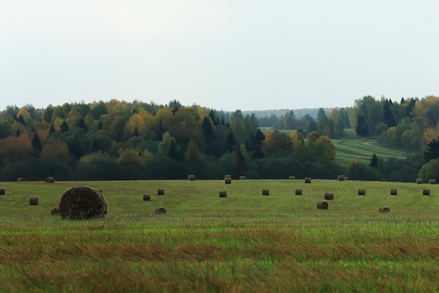 landscape haystacks in a field of autumn village