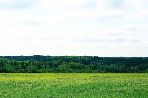 landscape hills with forest