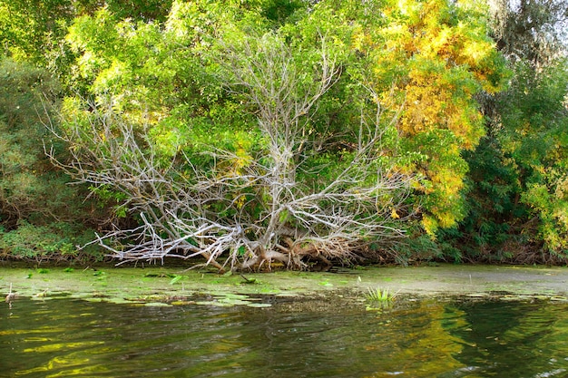 Landscape image of a large river shore vegetation