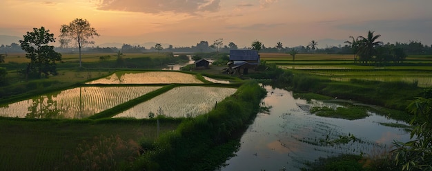 The landscape is dominated by a vast expansive rice paddy field