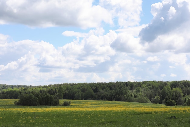 Landscape is summer. Green trees and grass in a countryside landscape. Nature summer day. Leaves on bushes.