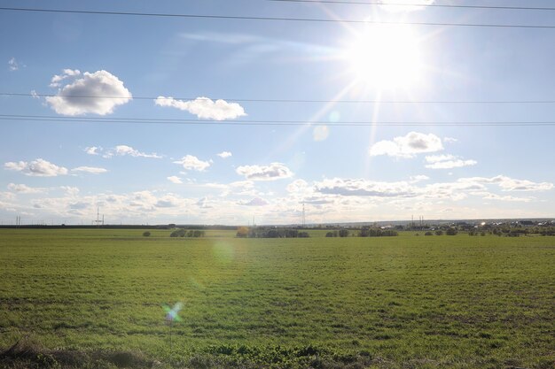 Landscape is summer. Green trees and grass in a countryside landscape. Nature summer day. Leaves on bushes.