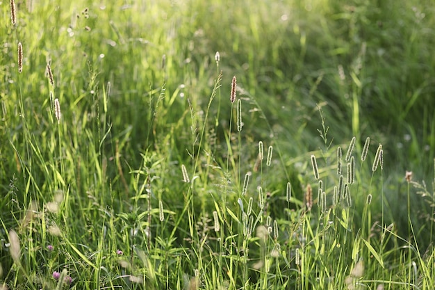 Landscape is summer. Green trees and grass in a countryside landscape. Nature summer day. Leaves on bushes.