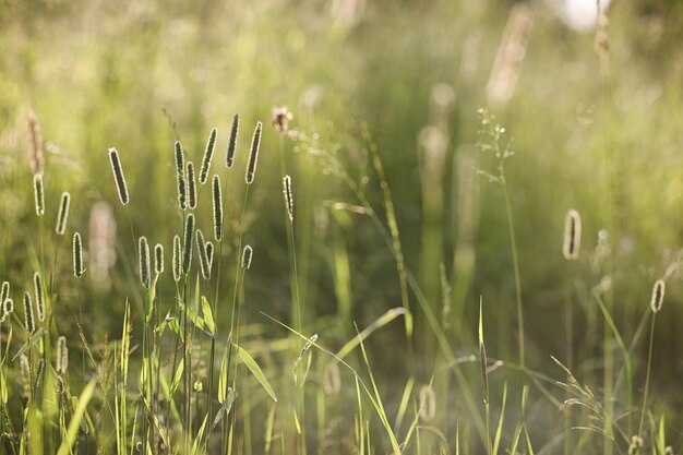 Landscape is summer Green trees and grass in a countryside landscape Nature summer day Leaves on the bushes