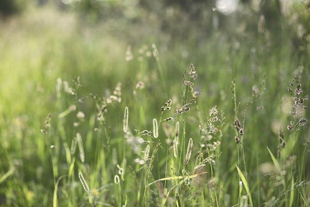 Landscape is summer. Green trees and grass in a countryside landscape. Nature summer day. Leaves on bushes.