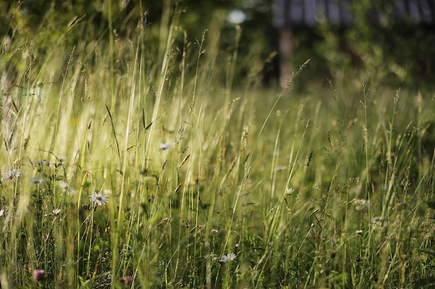 Landscape is summer. Green trees and grass in a countryside landscape. Nature summer day. Leaves on bushes.