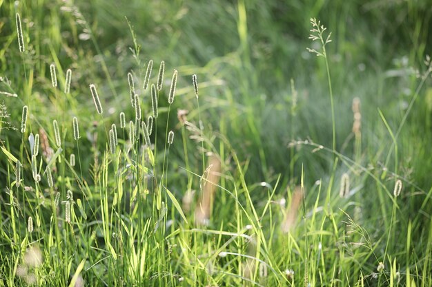 Landscape is summer. Green trees and grass in a countryside landscape. Nature summer day. Leaves on bushes.