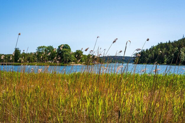 Landscape Lake water and sun green grass