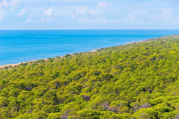 Landscape in Maremma nature reserve Tuscany Italy Extensive pine forest blue river in green woodland in natural park dramatic coast rocky headland