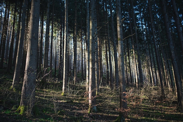 Landscape in the middle of the lush forest with many trees with a ray of sunlight during sunrise