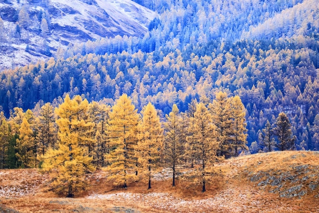 landscape mountain altai, panorama scenery freedom, autumn nature of siberia