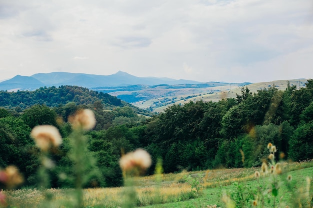 Landscape mountain view in summer