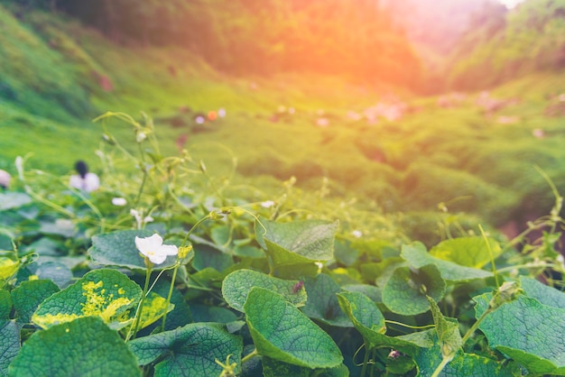 Landscape of natural world heritage site, Khao Yai, Thailand