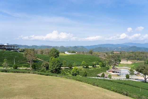 Landscape nature of field of green tea in Choui fong tea farm at north of thailand with bluesky