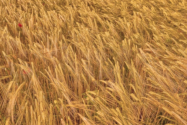 Landscape of nature harvest and field of wheat for farming agriculture and crops in countryside Meadow background sustainability and closeup of barley grain or rye plants in natural environment