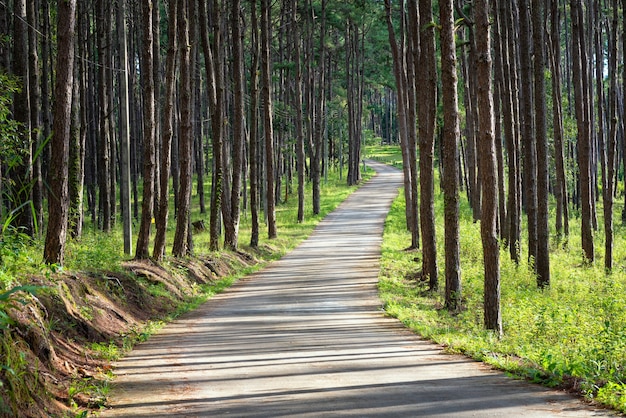 landscape nature pine trees