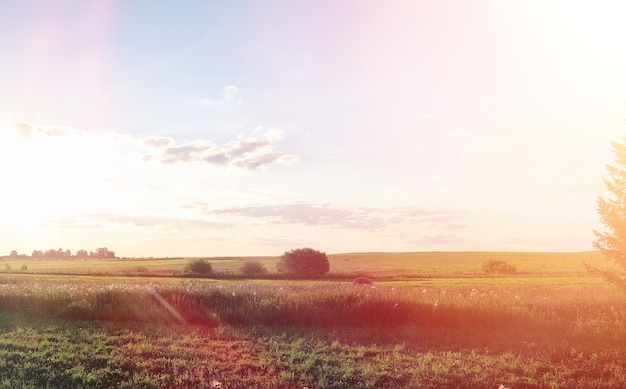 Landscape outside the city. Grassy field and blue sky. Sunset over the village field