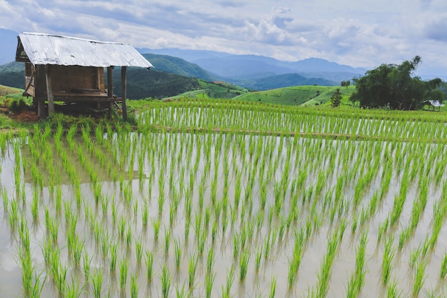 landscape paddy plant field with mountain and sky. 