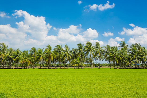 Landscape of paddy rice field on blue sky