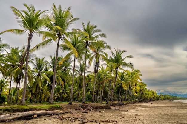 Landscape of palm trees on a fishermen39s beach