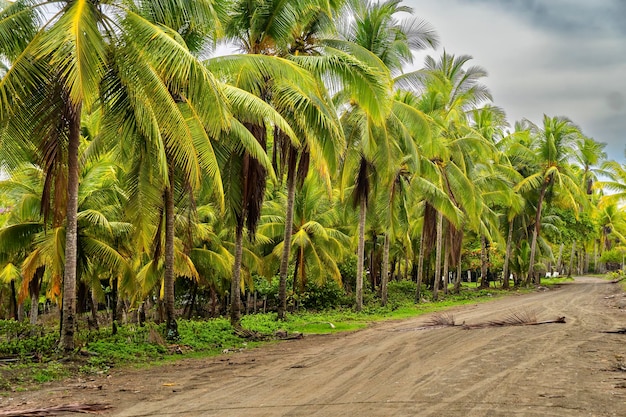 Landscape of palm trees in a village of fishermen