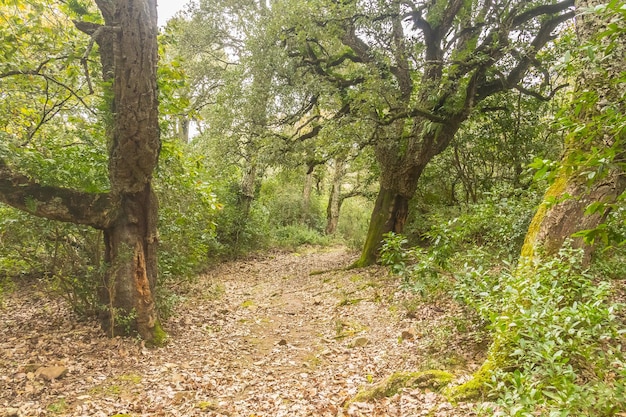 Landscape photo of a forest