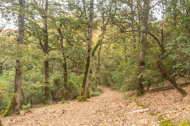 Landscape photo of a forest