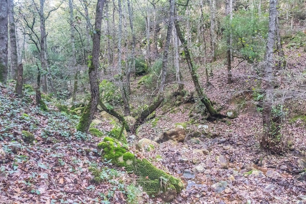 Landscape photo of a forest