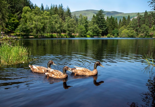 Landscape photography of ducks, lake, forest