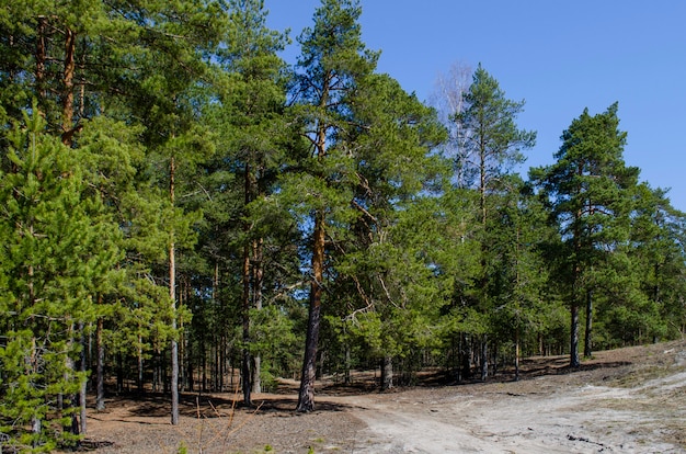 Landscape in a pine forest overlooking the sandy road