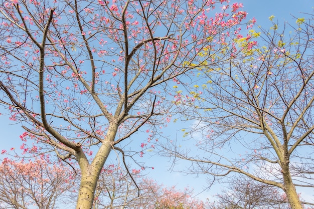 Landscape of pink silk floss tree flowers at Taiwan