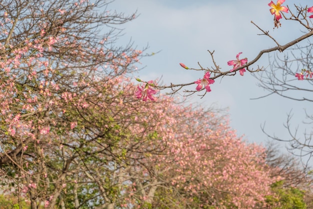 Landscape of pink silk floss tree flowers at Taiwan