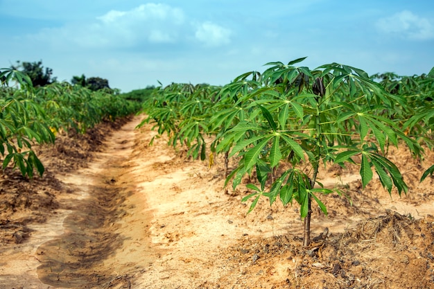 landscape potato field after harvest