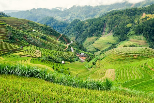 Landscape of rice field terraced with dirty road in valley