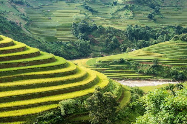 Landscape of rice field terraced with river in Mu Cang Chai