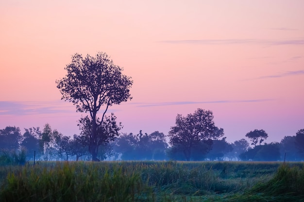 The landscape of rice fields are beautiful morning sunrise.