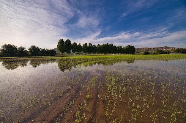 landscape of rice fields in calasparra murcia