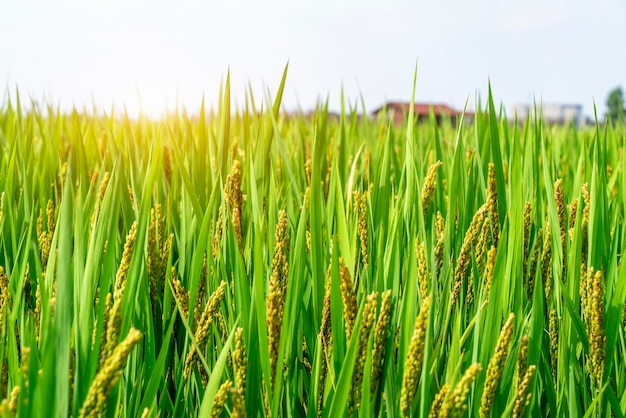 Landscape of rice fields in rural China