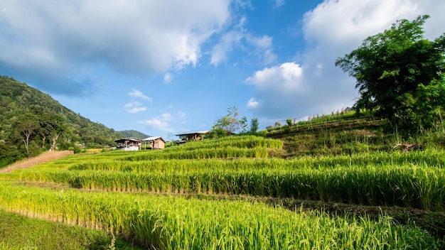 landscape of Rice terrace at Ban pa bong piang in Chiang mai Thailand