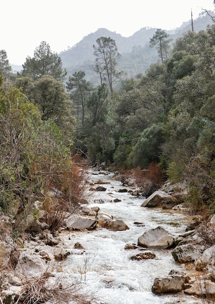 Landscape of river in forest