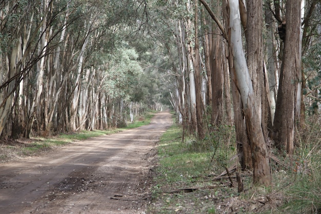 landscape of the road in the eucalyptus forestation