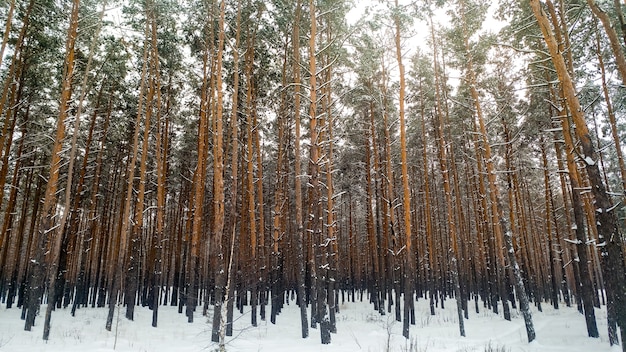 Landscape of snow covered forest at cold winter morning