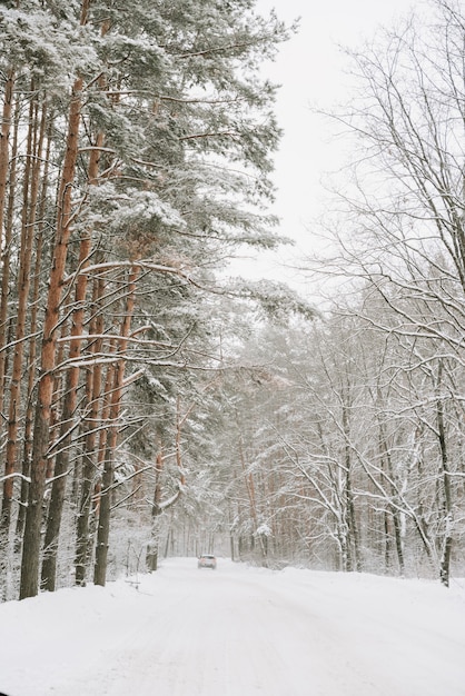 Landscape of a snow-covered pine forest in a snowfall