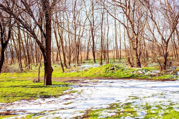 Landscape Snow lies on green grass in a grove with bare trees on a sunny spring day