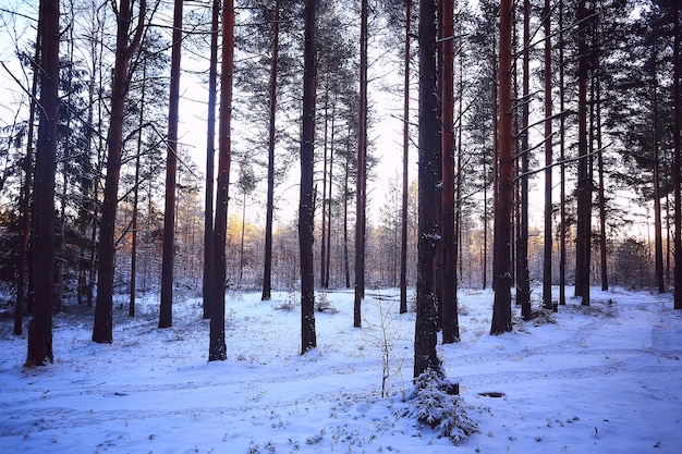 landscape snowfall in the forest, forest covered with snow, panoramic view trees in the snow weather