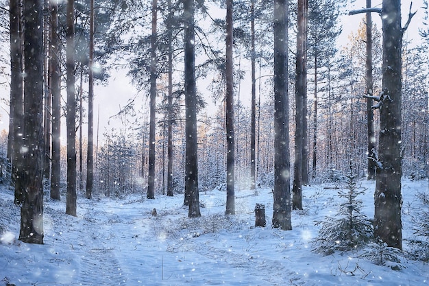 landscape snowfall in the forest, forest covered with snow, panoramic view trees in the snow weather