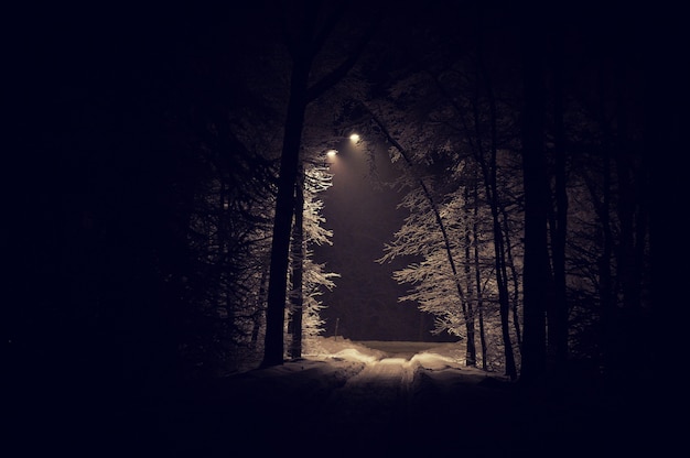 Landscape of spooky winter forest covered by snow